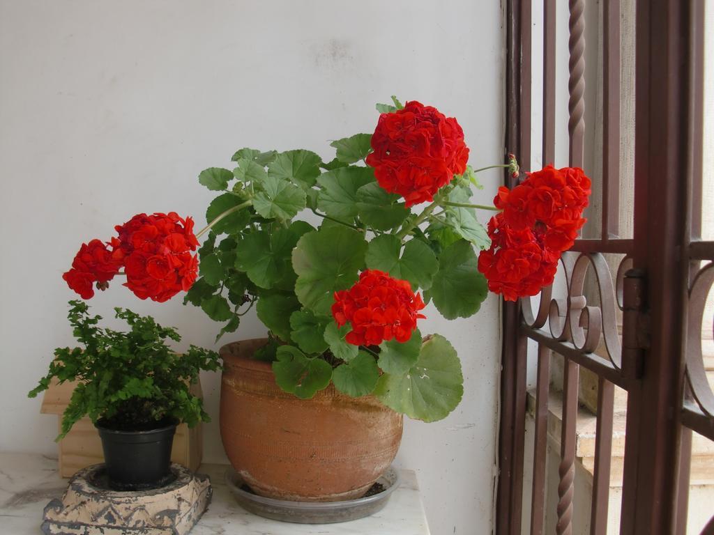 Adore Portugal Coimbra Guest House ภายนอก รูปภาพ